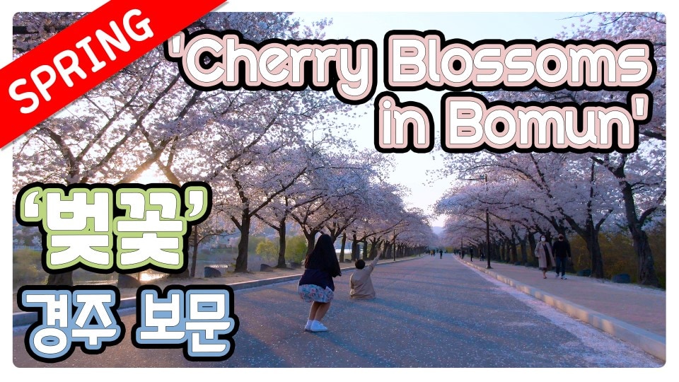 벚꽃, 경주 보문의 봄4k - Cherry Blossoms in Bomun Gyeongju