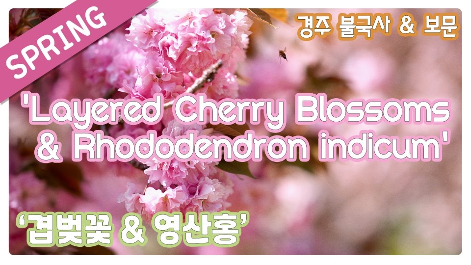 경주 겹벚꽃 그리고 영산홍 4K  - Layered Cherry Blossoms & Rhododendron indicum